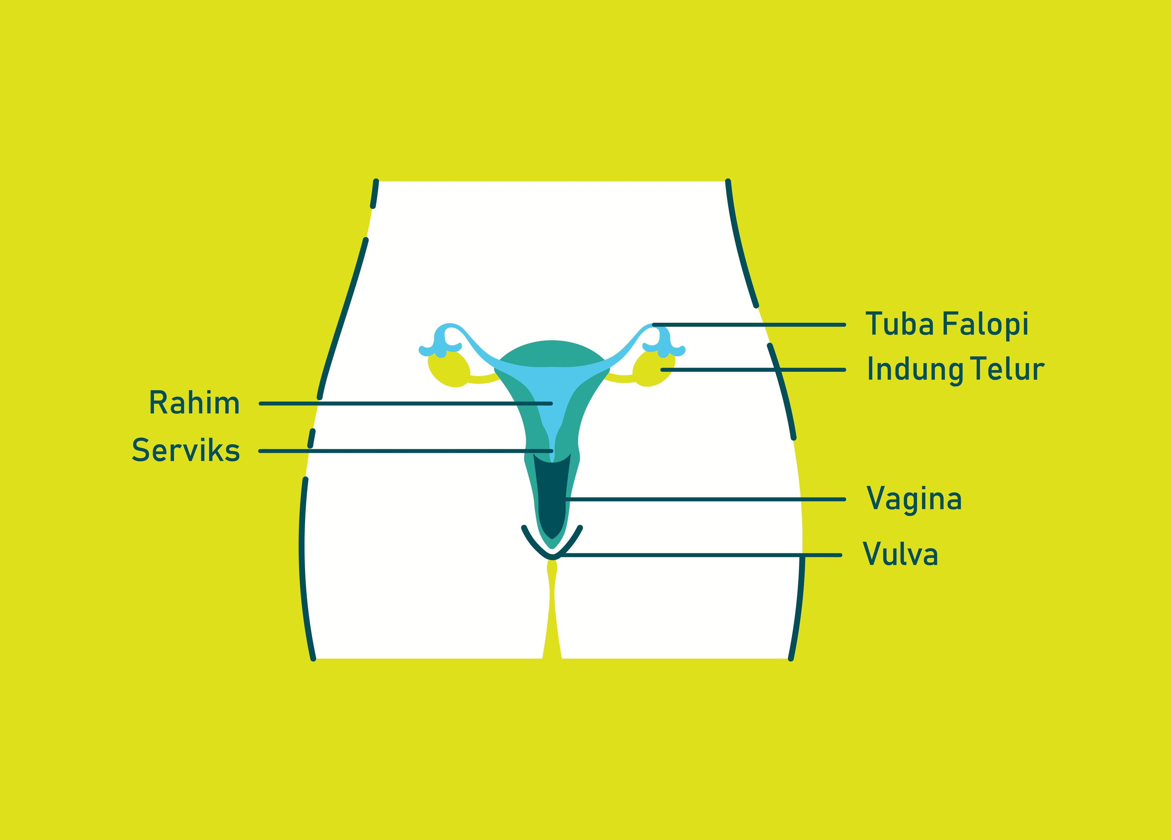 Hal Dasar yang Harus Diketahui tentang HPV